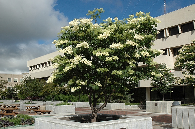 winnipeg flowering trees at office