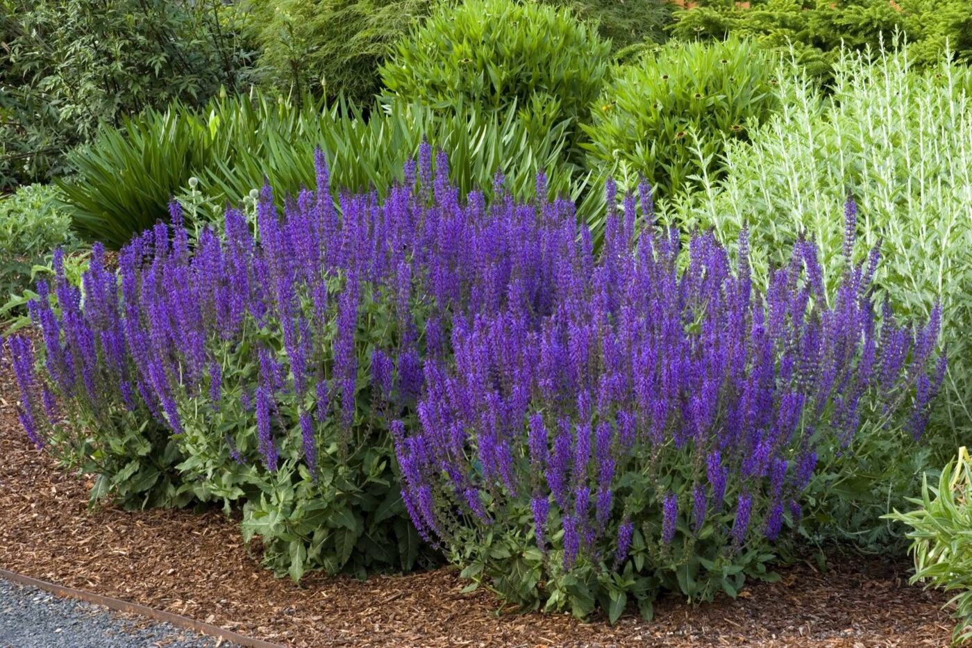 salvia