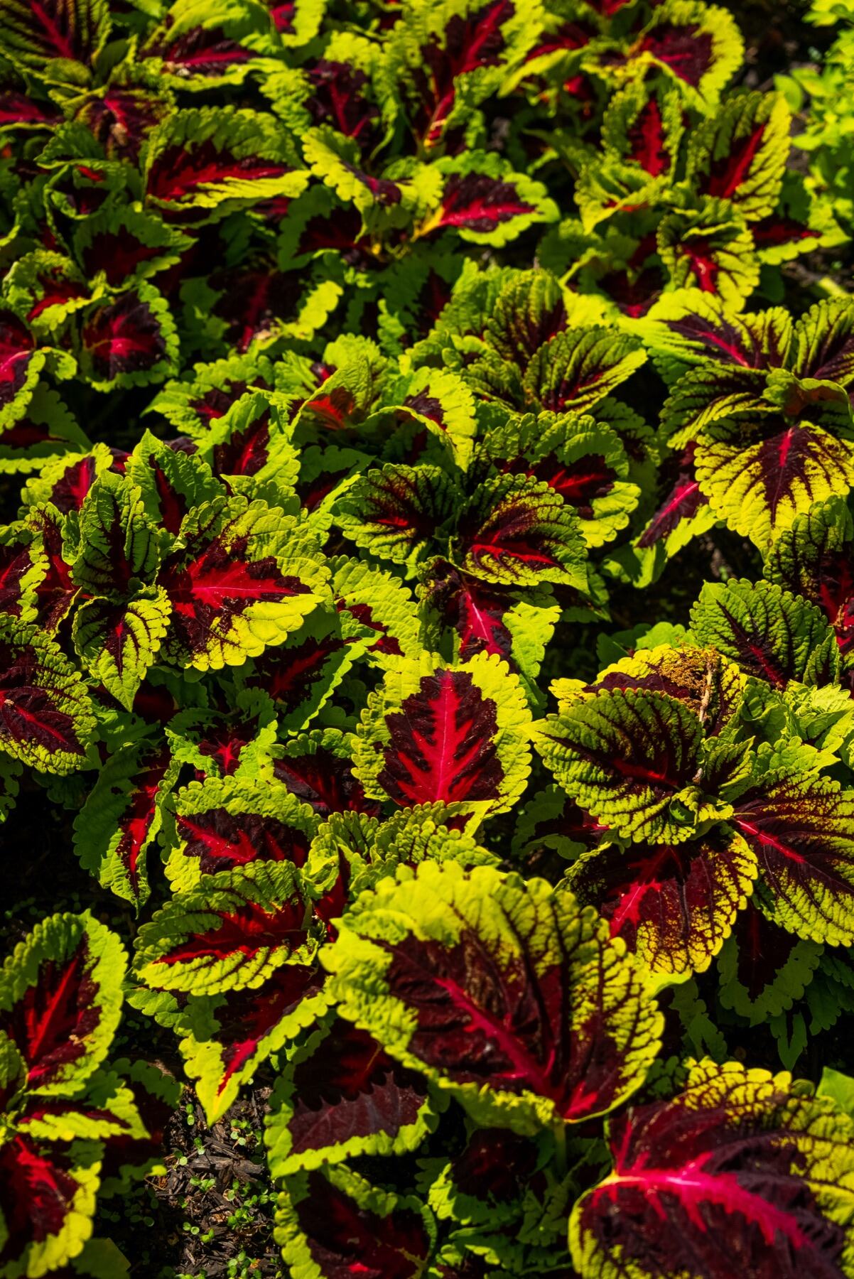 Coleus and begonia planting detail in an estate garden