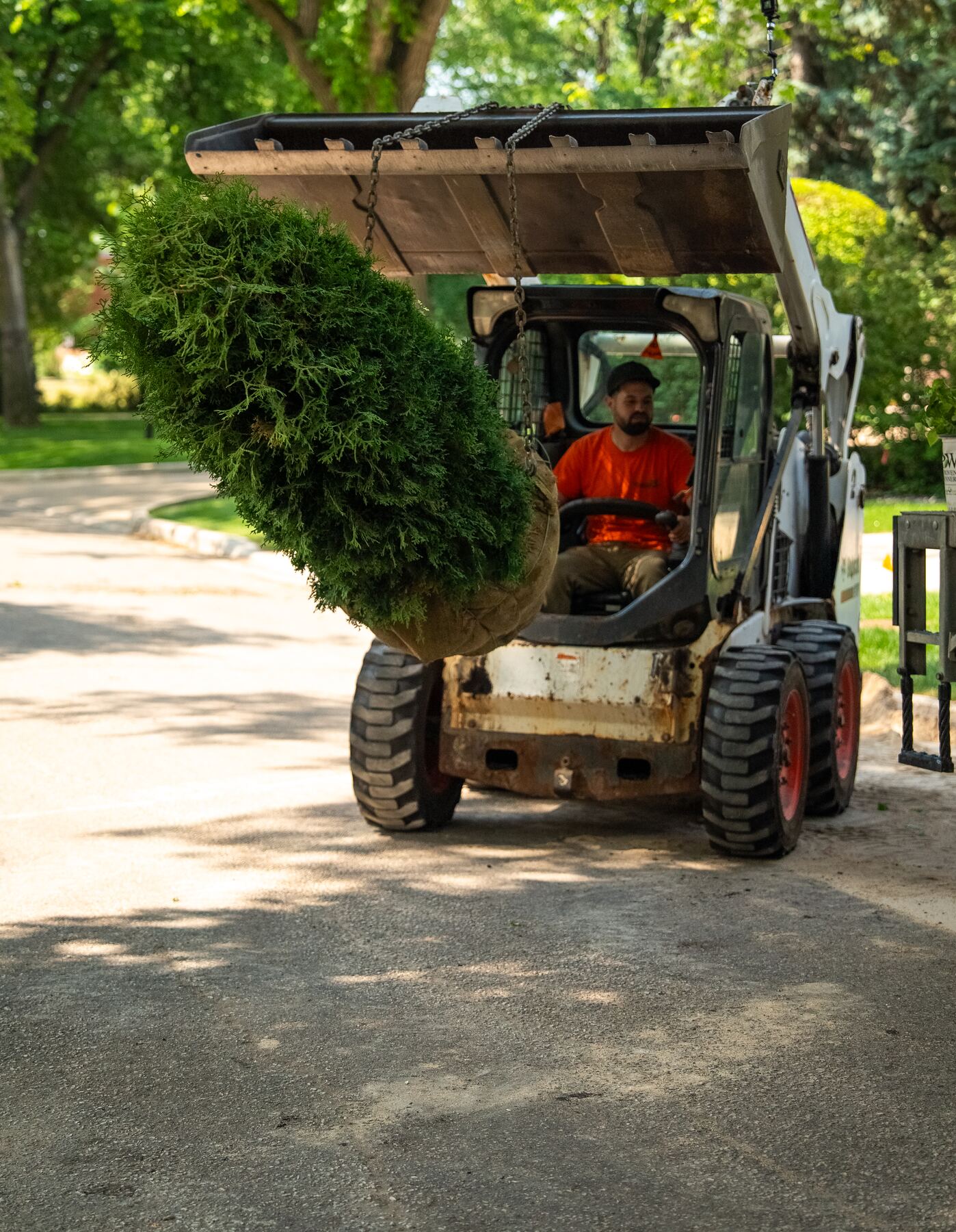 Placing a specimen tree with a skid steer