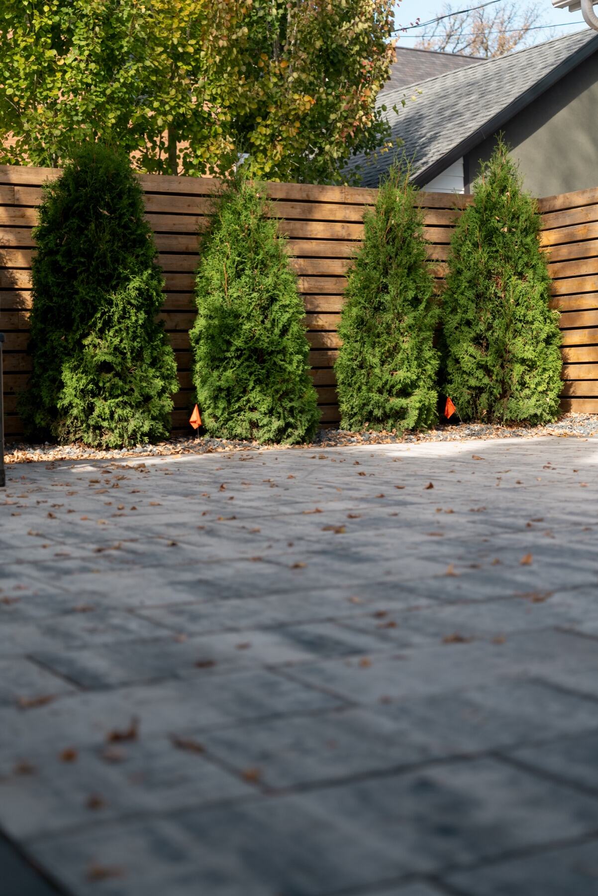 Row of cedars against horizontal fence screening at Grosvenor