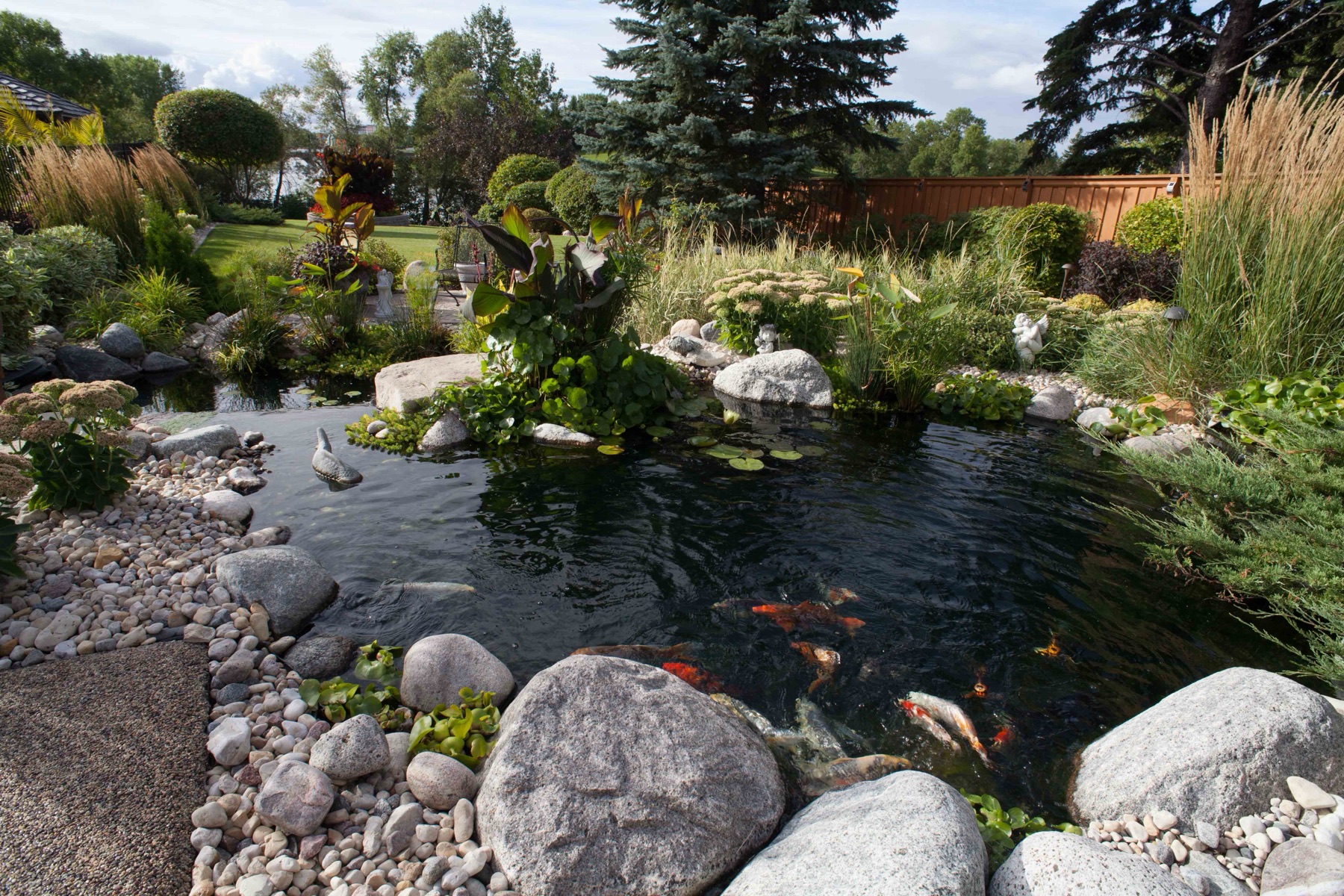 Natural koi pond with boulder edging